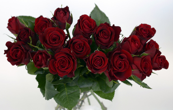 Букет бордовых роз крупным планом на белом фоне 