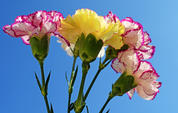 Букет гвоздик на голубом фоне крупным планом