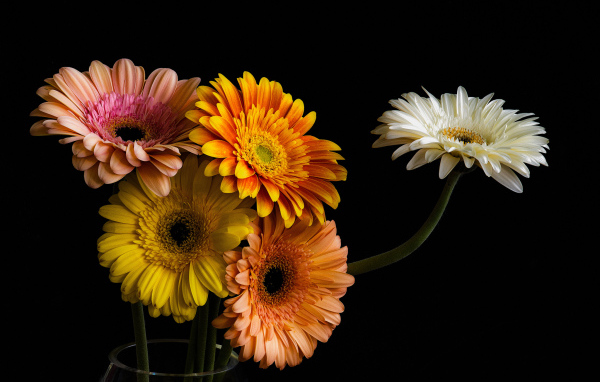 Букет разноцветных гербер в стеклянной вазе 