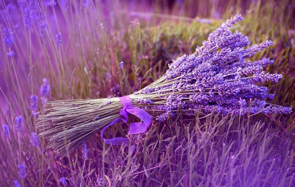 Букет сиреневых цветов лаванды перевязанный лентой