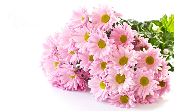 Букет розовых хризантем на белом фоне
