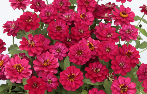 Букет розовых цветов цинния