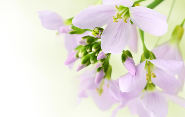 Ветка нежных сиреневых цветов фрезии