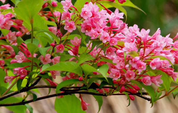 Ветка с нежными розовыми цветами 