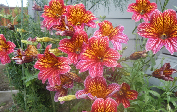 Яркая расцветка цветов сальпиглоссис