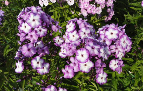 Яркие фиолетово - белые  цветы садовой флоксы