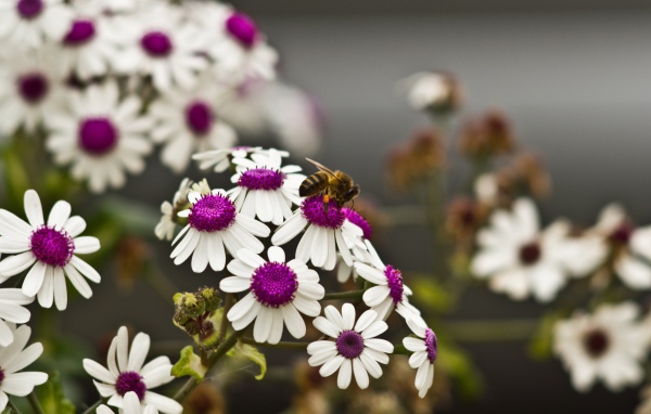 Ромашки с белыми лепестками и сиреневой серединкой 