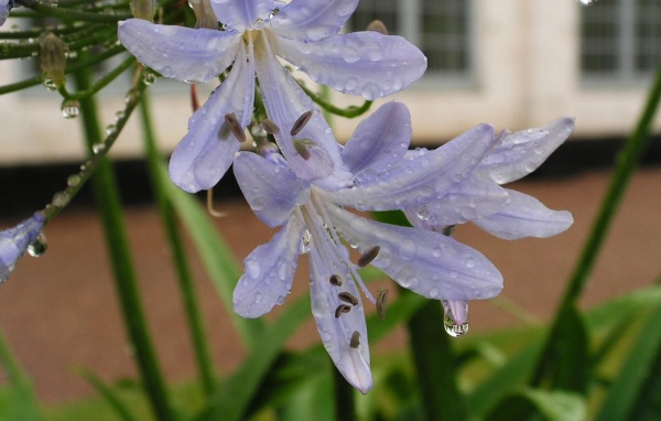 Нежные цветы агапантус в свежих каплях росы