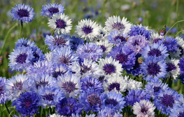 Нежные голубые полевые васильки крупным планом