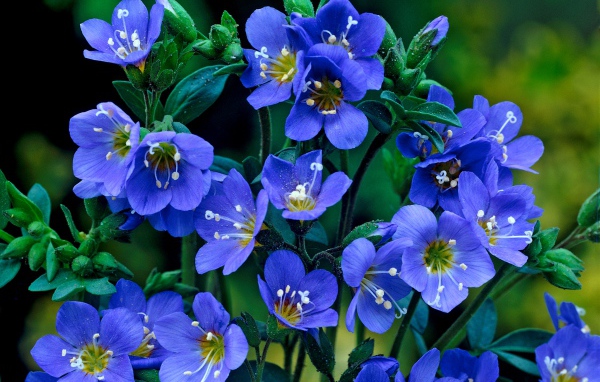 Нежные синие мелкие цветы незабудки 