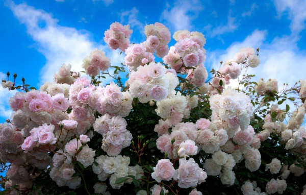 Нежный куст розовых роз на фоне голубого неба 