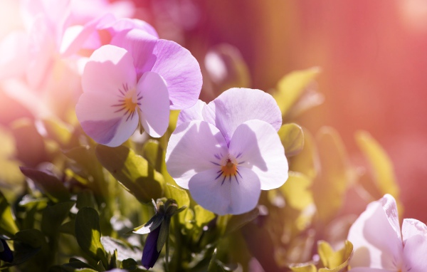 Нежные цветы Анютины глазки в лучах солнца