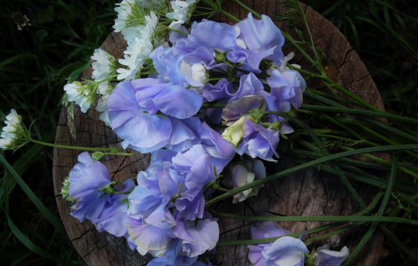 Нежные цветы душистый горошек на пне 