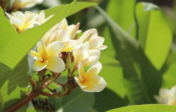 Нежные цветы тропического дерева плюмерия 