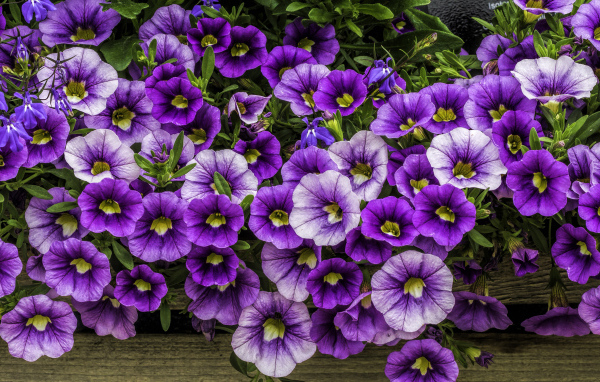 Нежные сиреневые садовые цветы петуния