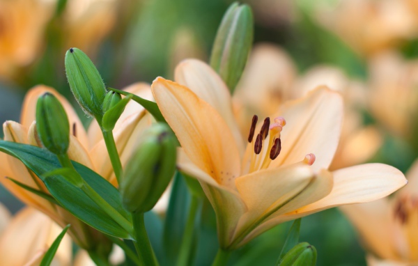 Нежные лилии с бутонами крупным планом