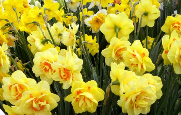 Нежные оранжевые нарциссы на клумбе весной