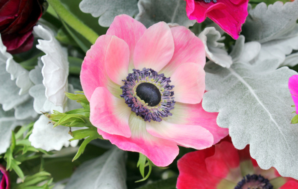 Нежная розовая анемона крупным планом