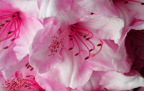 Нежные розовые цветущие цветы 