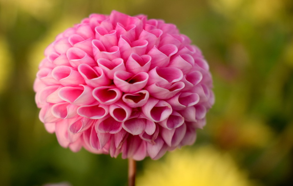 Нежная розовая георгина крупным планом 