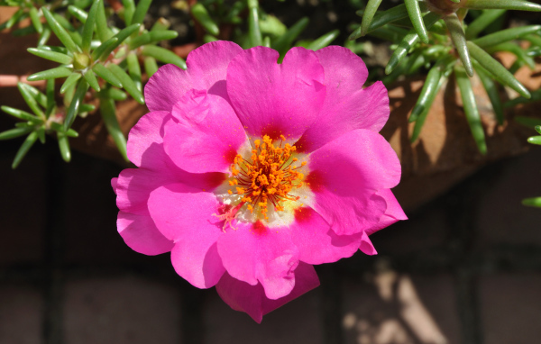 Нежный розовый цветок портулак вблизи