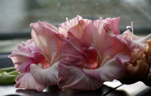 Нежные розовые гладиолусы крупным планом 