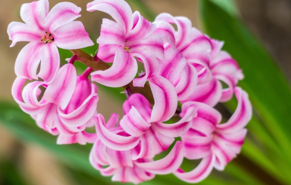 Нежный розовый цветок гиацинт 