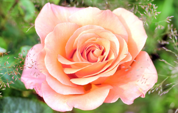 Нежная розовая роза крупным планом 