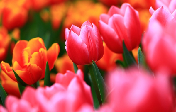 Нежные весенние цветы тюльпаны 