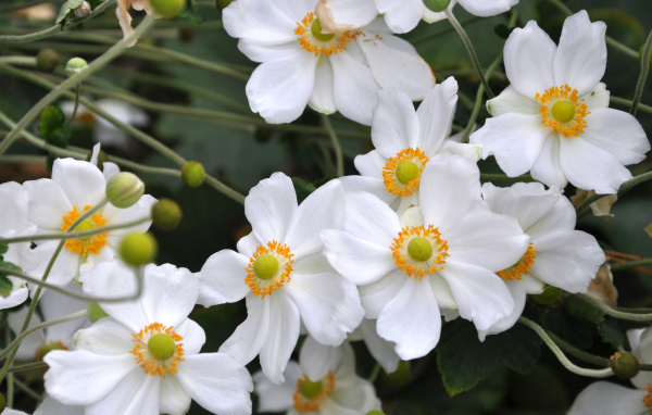 Нежные белые цветы анемоны вблизи