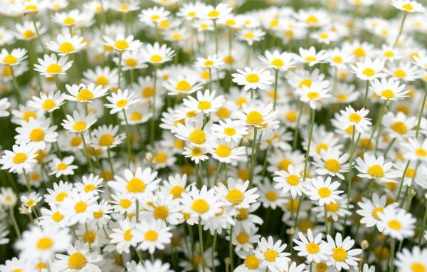 Нежные белые полевые ромашки 