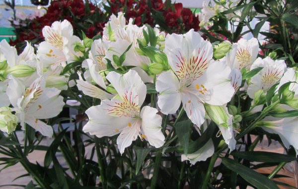 Нежные белые цветы Альстромерия  