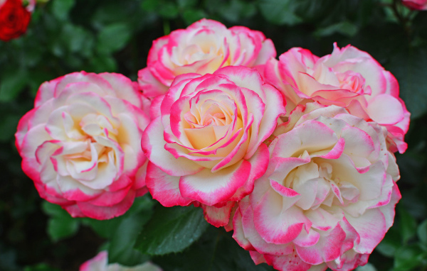 Нежные белые садовые розы с розовыми краями