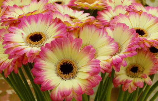 Нежные желтые герберы с розовыми лепестками