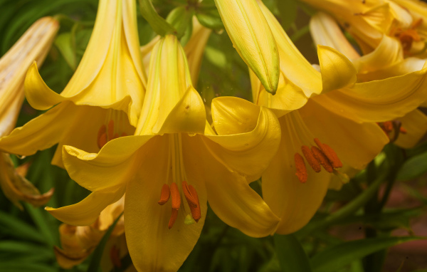 Нежные желтые лилии крупным планом