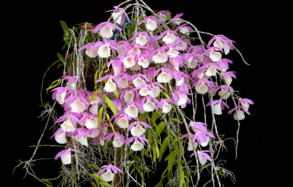 Экзотические розово-белые орхидеи на черном фоне