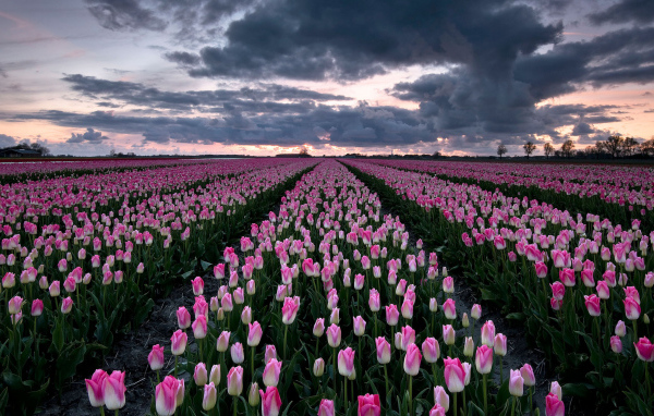 Поле красивых розовых тюльпанов 