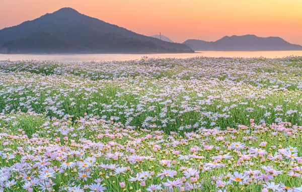 Поле ромашек на фоне гор 