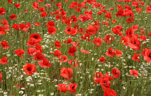 Поле красных маков с белыми ромашками