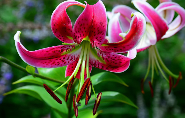 Цветок розовой лилии крупным планом 