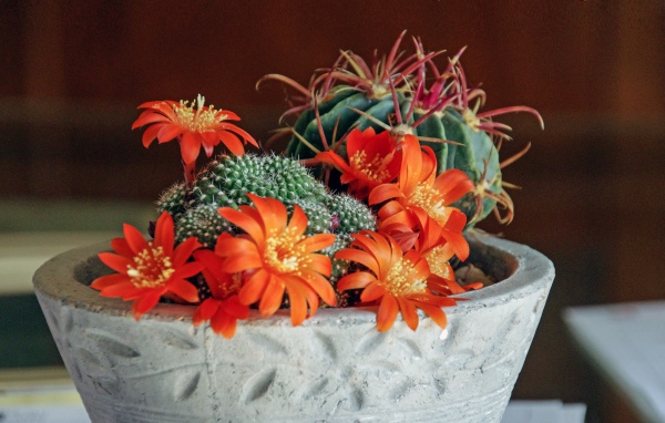 Цветущий комнатный цветок маммиллярия