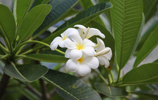 Цветение красивых нежных белых цветов плюмерия