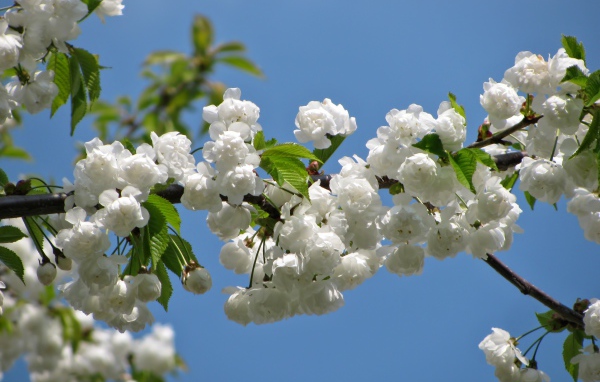 Цветущая белыми цветами ветка черешни