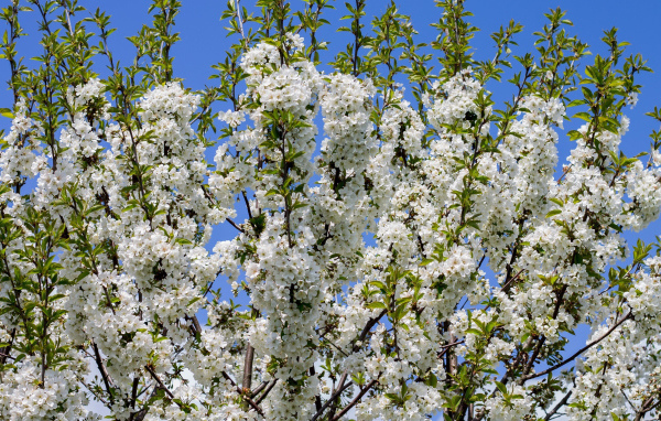Цветущее белыми цветами весеннее дерево 