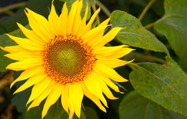 Цветущий желтый подсолнух 