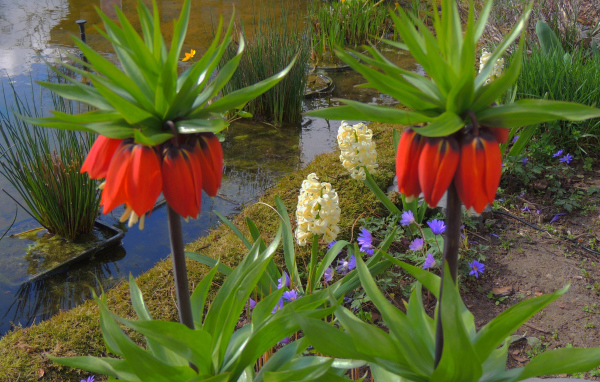 Цветы рябчики и гиацинты у водоема