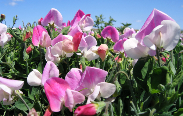 Цветы душистого горошка крупным планом