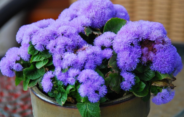 Пушистый сиреневый комнатный цветок  агератум в горшке