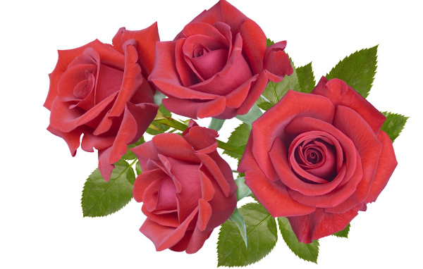 Четыре бордовые розы крупным планом на белом фоне