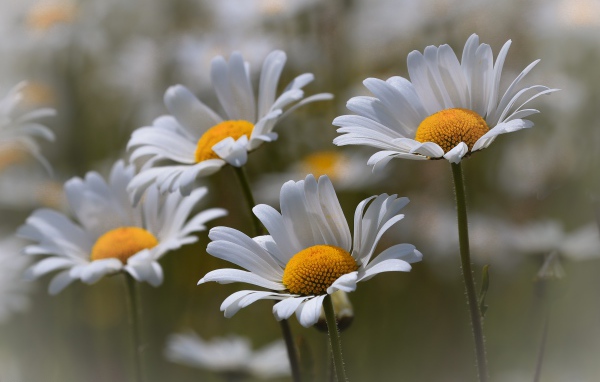 Четыре нежных белых ромашки